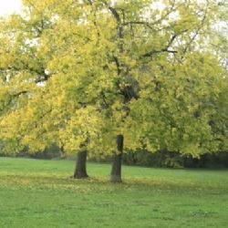 Parco della Galleana - Piacenza