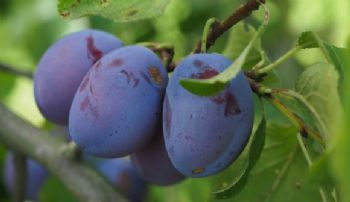 Feast of Plums