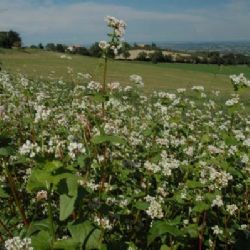 Agriturismo Agronauta