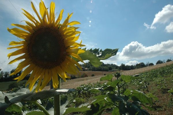 Agriturismo Agronauta