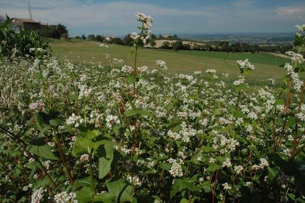 Agriturismo Agronauta